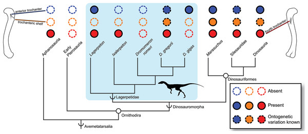 Distribution of the fourth trochanter, anterior trochanter, and trochanteric shelf among early bird-line archosaurs.