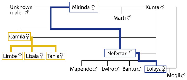 Genealogical tree of the group.