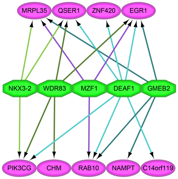The analysis of transcription factor regulatory network.