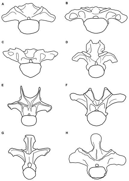 Comparative line drawings of anterior dorsal vertebrae of eusauropods.