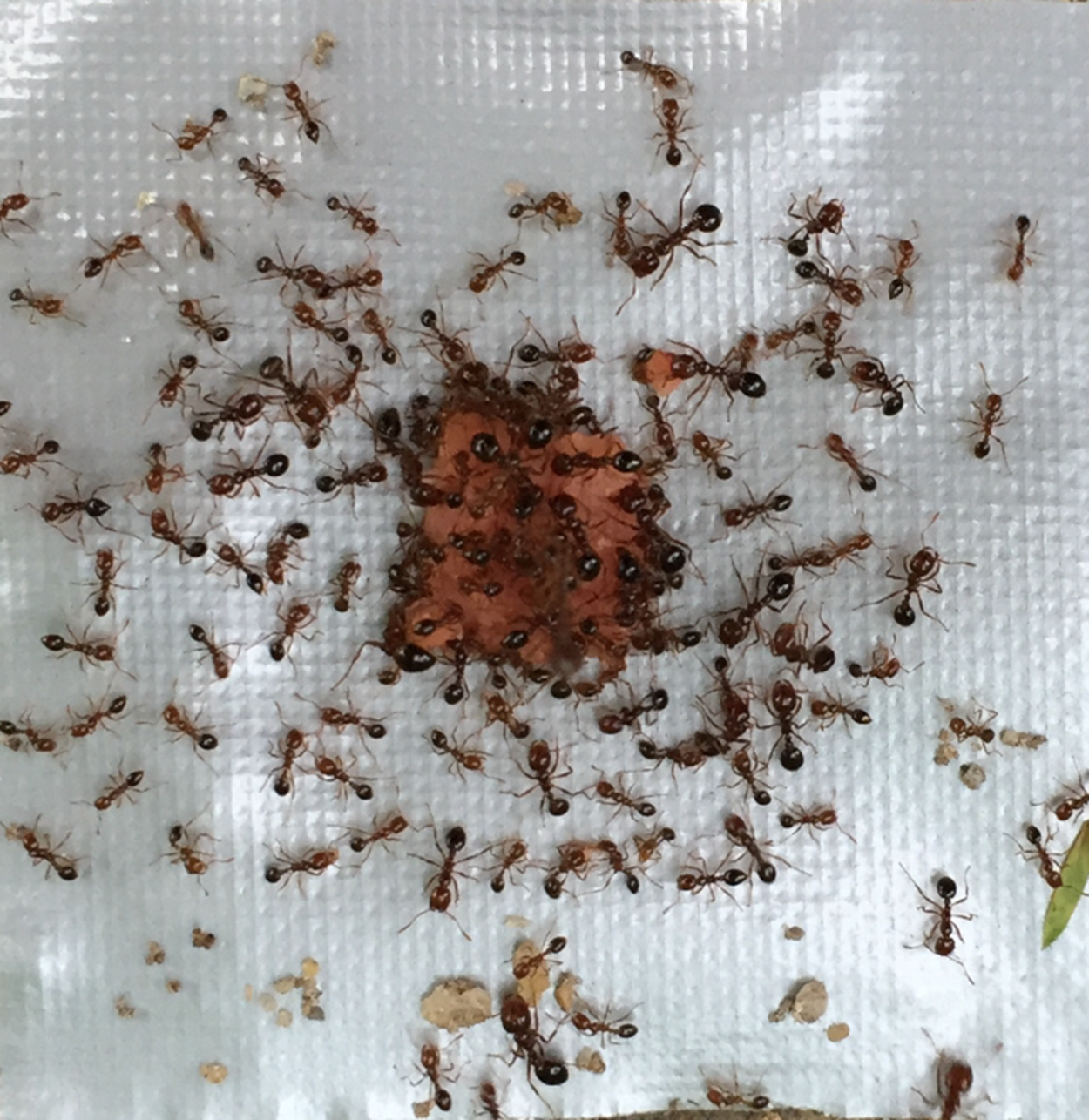 Food-burying Behavior In Red Imported Fire Ants (Hymenoptera ...