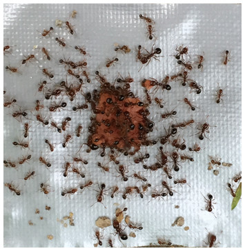 Food-burying behavior in red imported fire ants (Hymenoptera ...