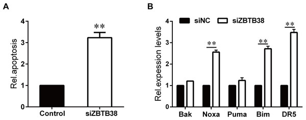 Loss of ZBTB38 induces apoptosis in SH-SY5Y cells.