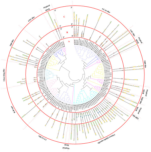 Phylogenetic tree of the MYB-related (1R-MYB) and atypical MYB subfamilies of jujube and Arabidopsis, and conserved motif and gene structure analysis of MYB-related and atypical MYB subfamily proteins of jujube.