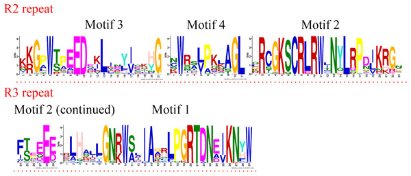 R2 and R3 MYB repeats of the proteins of R2R3-MYB subfamily in jujube.