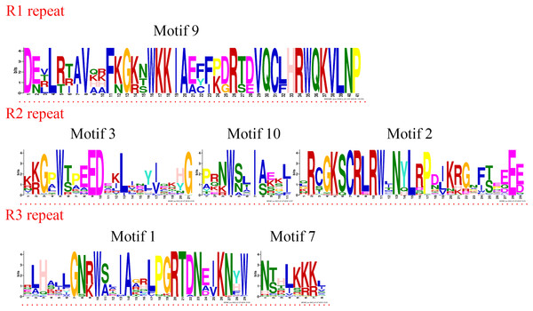 R1, R2, and R3 MYB repeats of the proteins of R1R2R3-MYB subfamily in jujube.