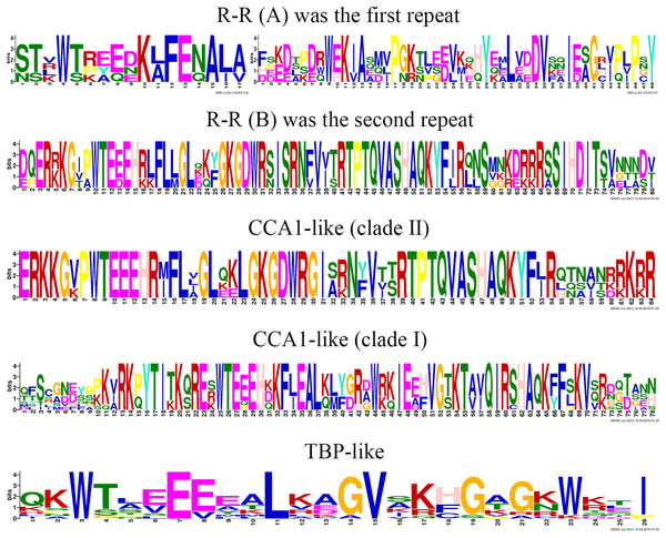 This logo indicates the sequence similarities of the ZjMYB repeats of the R-R-type, CCA 1-like, and TBP-like MYB-related proteins.