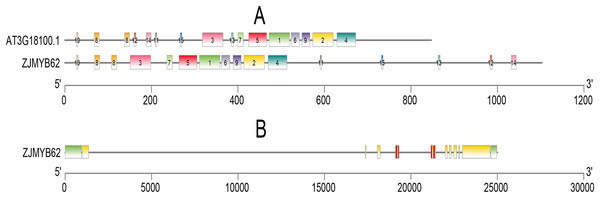 Motif and gene structure analysis of the 4R-MYB protein.