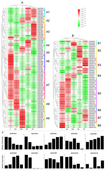 Heatmap of the expression levels of MYB genes in different developmental stages in jujube fruit and the expression levels of 10 ZjMYB genes by qRT-PCR.