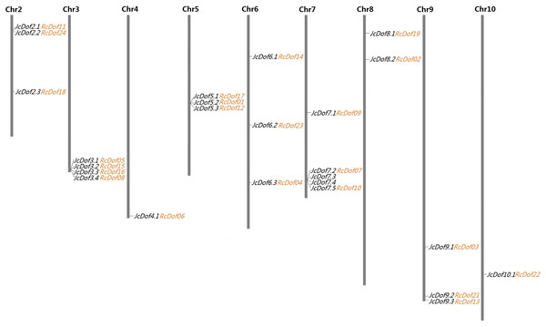 Chromosomal locations of 25 JcDof genes and their collinear genes in castor.