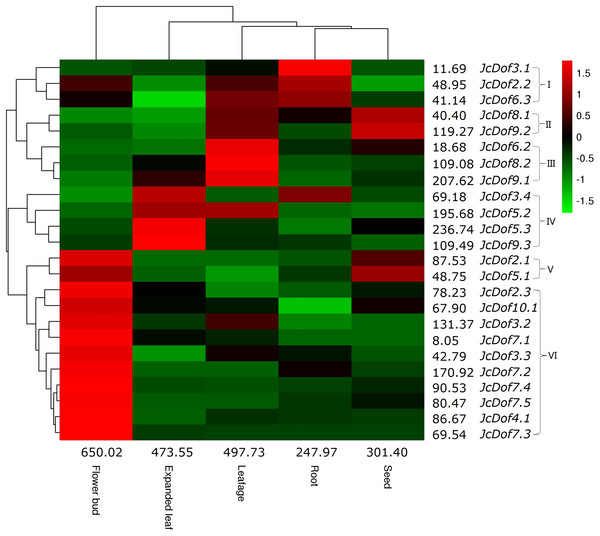 Tissue-specific expression profiles of JcDof genes.