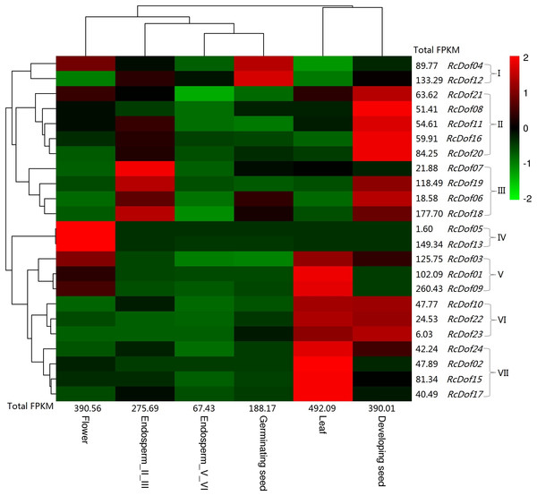 Tissue-specific expression profiles of RcDof genes.