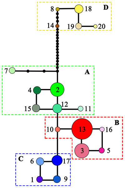 Median-joining network of the 20 haplotypes detected in Liriodendron chinense (clades A–C) and Liriodendron tulipifera (clade D).