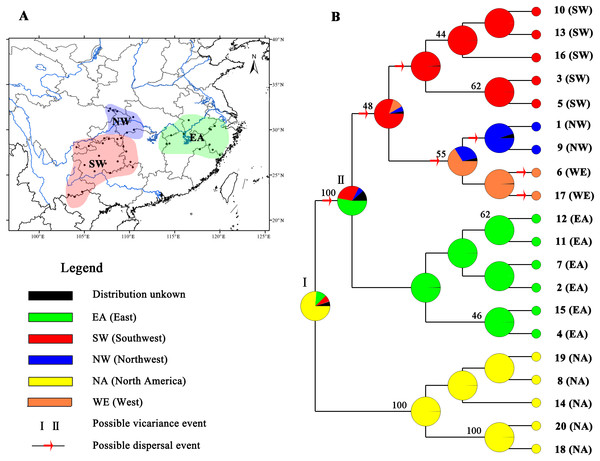 Ancestral area reconstructions based on the Bayesian binary Markov chain Monte Carlo (BBM) method implemented in RASP using the MP chronogram of Liriodendron chinense.