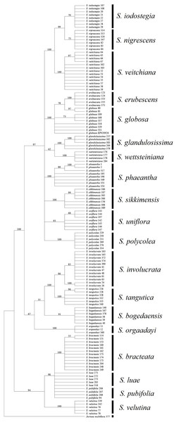 Phylogenetic tree based on Bayesian analysis of ITS.
