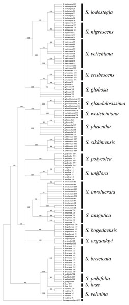 Phylogenetic tree based on Bayesian analysis of ITS + rbcL.