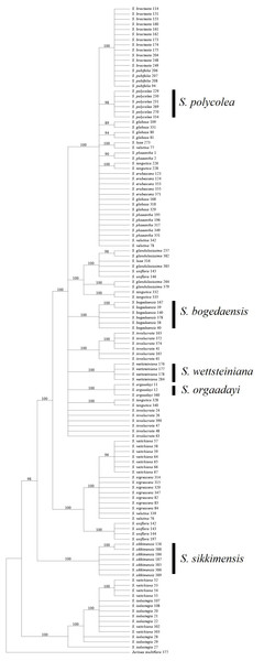 Phylogenetic tree based on Bayesian analysis of trnK +matK +psbA +rbcL.