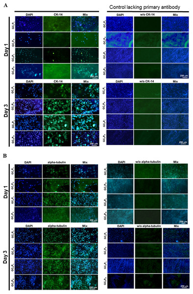 Immunohistochemical assay for (A) PHEK grown on four G/C/P biocomposites at 1, 3 days and for (B) PHDF grown on four biocomposites at 1, 3 days, as the staining controls lacking primary antibody were present in the second set of columns.