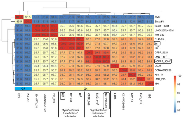 A heatmap showing the hierarchical clustering of Agrobacterium strains based on genomic distance.