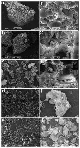 SEM images of BKBP with different particle sizes.