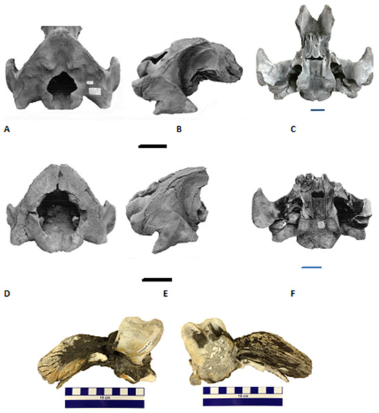 Two partial Holocene skulls of gray whales (Eschrichtius robustus) from Florida (USA).