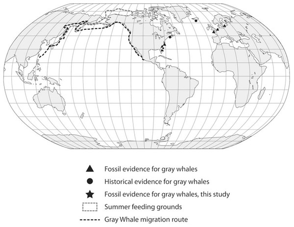Global distribution of gray whale fossil finds.