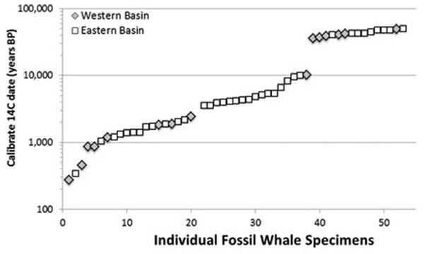 Scatter plot of 53 radiocarbon ages for Atlantic Basin gray whale finds, with gap between ∼35,000 and ∼11,000 BC (Logarithmic scale, base 10).