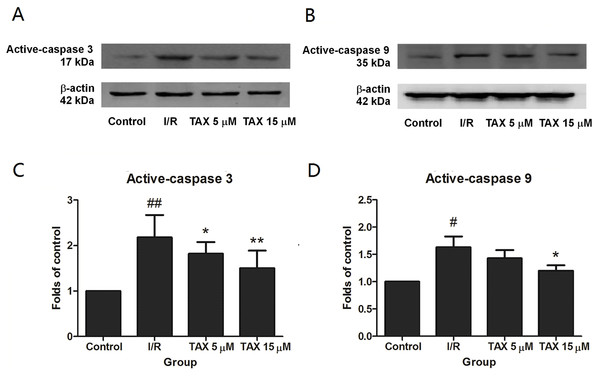 The changes in the levels of caspase 3, and caspase 9 at the end of reperfusion.