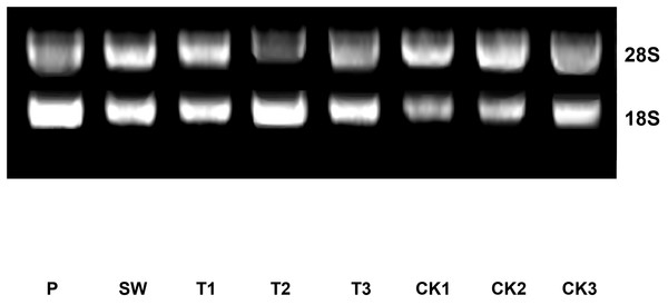 The electrophoretogram of total RNA of Huangdan samples during the post-harvest processing steps.