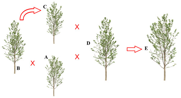 The hybridization schematic diagram of five Populus species.