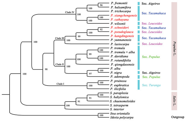 Molecular phylogenetic tree of 27 species in the family Salicaceae inferred from ML analyses based on the complete plastome sequence.
