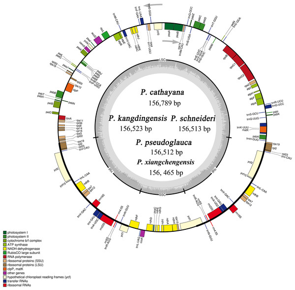 Gene map of the five Populus species cp genomes.