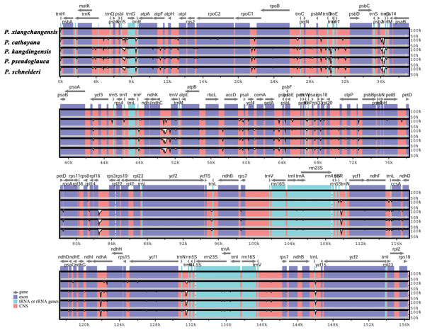 Whole chloroplast genome alignments for five Populus species using the mVISTA program, with P. xiangchengensis as the reference.