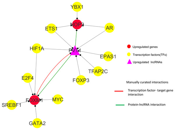 FOXM1, NOP2 and PVT1 subnetwork generated from master regulatory network.