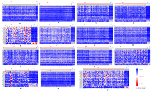 Heatmap showing up- and down-regulated protein-coding genes in 15 types of tumors.