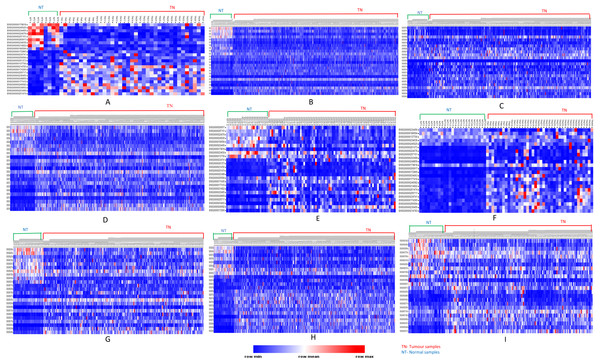 Heatmap showing common up- and down-regulated lncRNA genes in tumors.