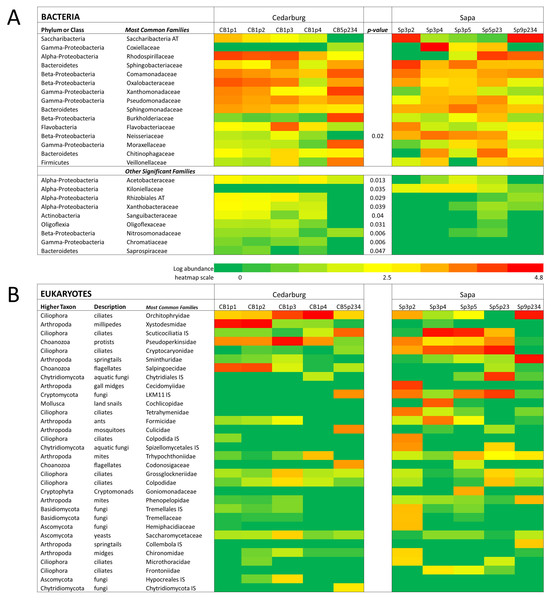 Heatmap of bacterial and eukaryotic families across the samples in two populations.
