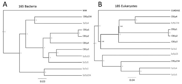 Relatedness trees for samples in two populations based on 16S and 18S rRNA sequences.