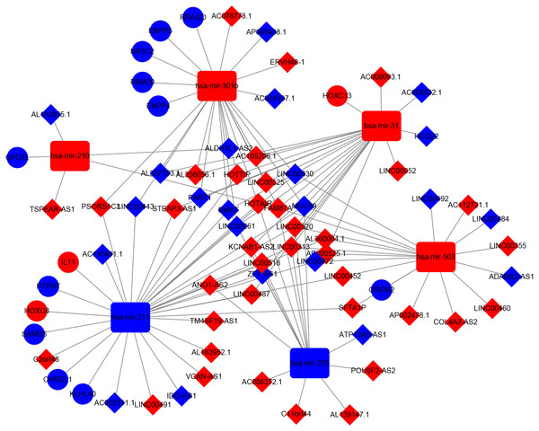 DElncRNAs mediated ceRNA regulatory network in TSCC.