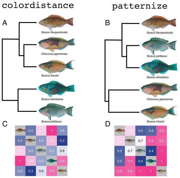 Similarity analyses produced by colordistance (A & C) and patternize (B & D) for the same set of parrotfish images.