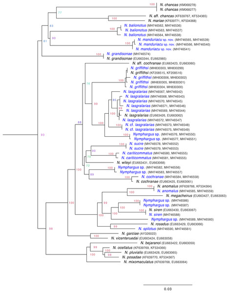 Inferred mitochondrial phylogeny of the genus Nymphargus, with the positioning of the new species, Nymphargus manduriacu sp. nov.