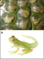 A New Glassfrog (Centrolenidae) From The Chocó-Andean Río Manduriacu ...