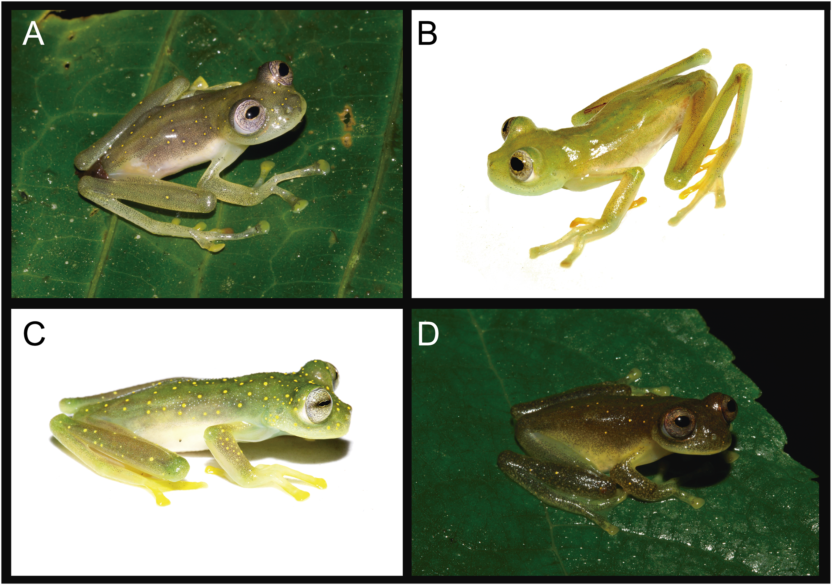 A New Glassfrog Centrolenidae From The Choco Andean Rio