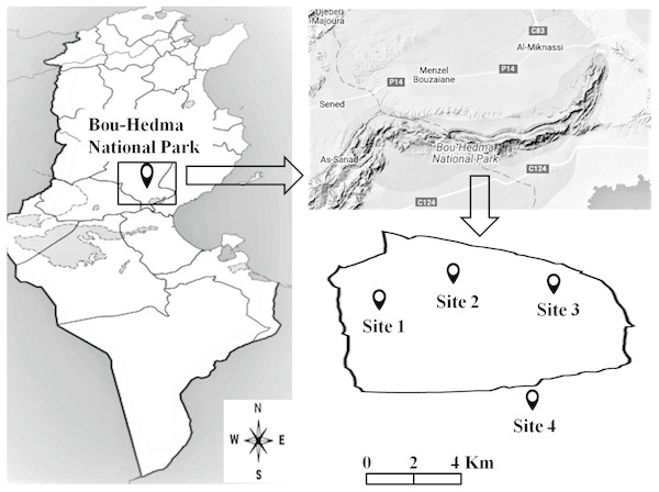 Location of the studied sites inside and outside the Bou-Hedma National Park.