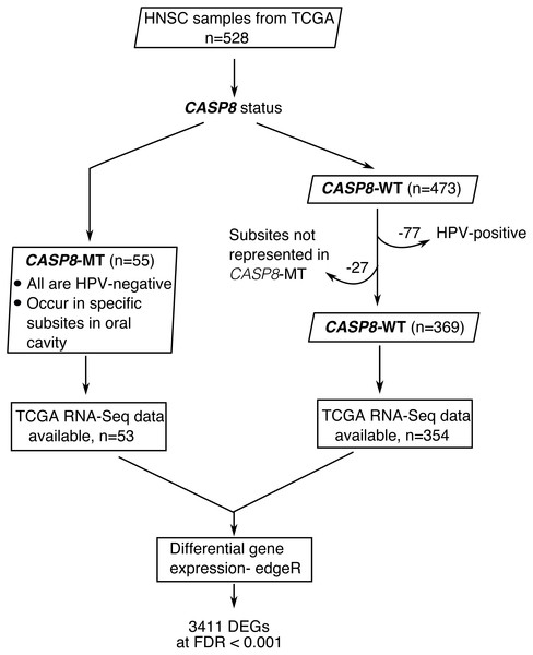 A flowchart indicating the sequence of processes used to select the HNSC cases used in this study.