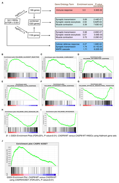 Gene enrichment analyses reveal a prominent immune signature in CASP8-MT HNSCs.