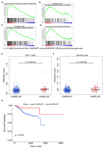 CASP8-MT UCECs display an immune gene signature, have higher numbers of certain types of infiltrating immune cells, and survive better than CASP8-WT UCECs.