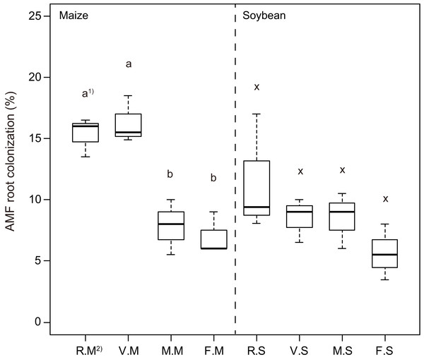 Boxplots illustrating differences in group averages in root colonization of arbuscular mycorrhizal fungi (AMF) in maize and soybean at 6 weeks after sowing.