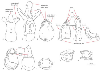 Additional sauropod dinosaur material from the Callovian Oxford Clay ...