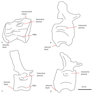 Additional sauropod dinosaur material from the Callovian Oxford Clay ...